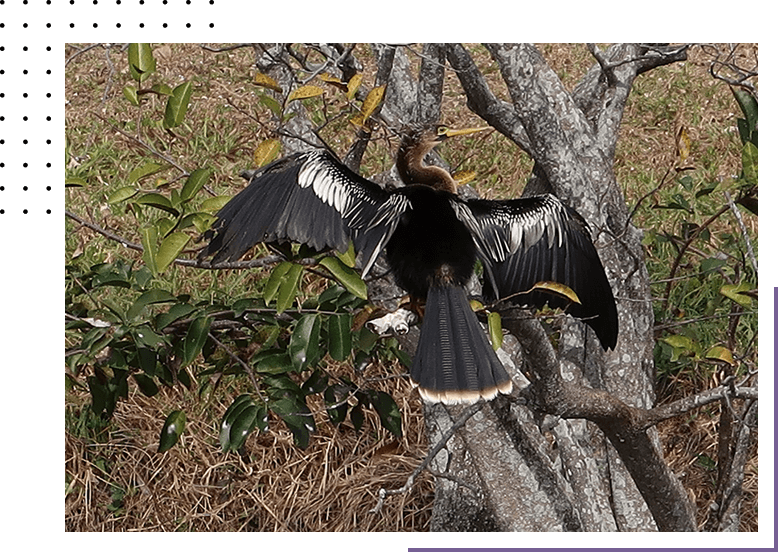 Bird spreading wings on the tree