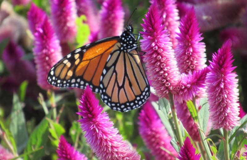 Monarch butterfly on pink flowers