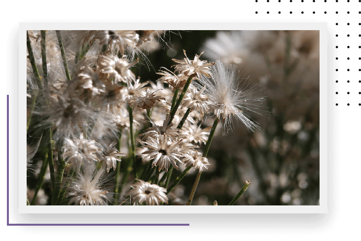 Dried Desert Weeds